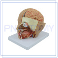 PNT-1632 life size human brain model